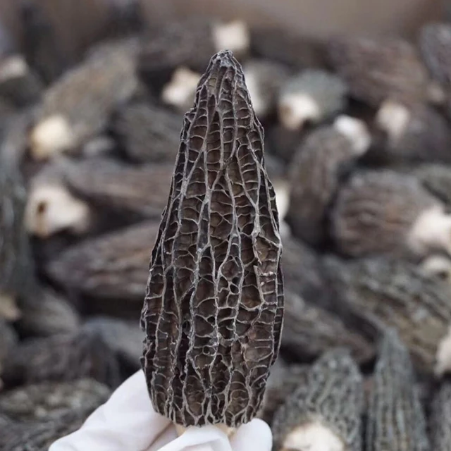 Yang du jun 2-3 inch 5 -7cm Chinese supplier dried black morels