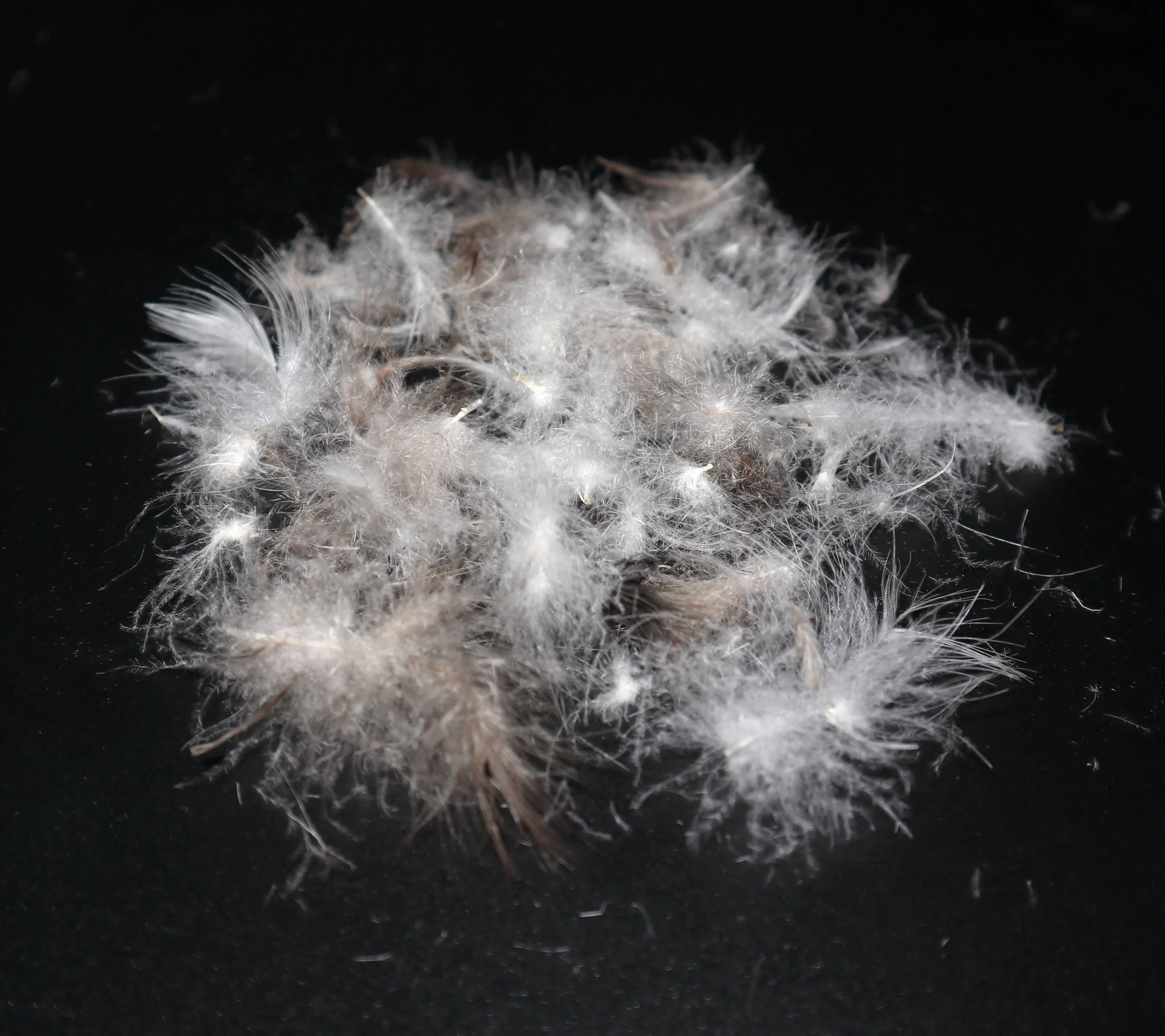 
Bulk clean soft high filling power 30/70 grey duck down feather for sale 