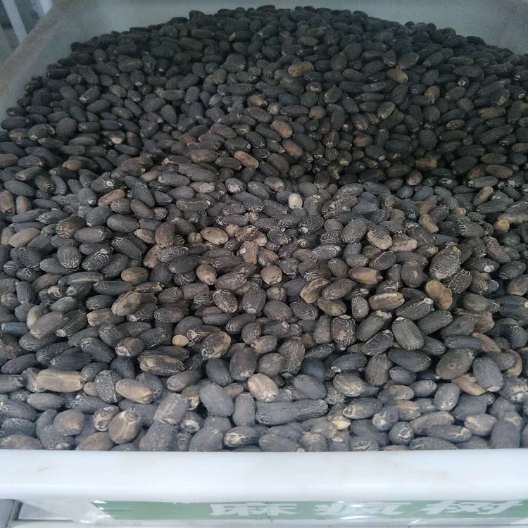
S207 Mafengshuzhongzi Bulk Supply Best Quality Price Jatropha Seed 