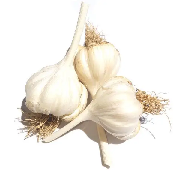 
buy discounts factory top quality fresh white garlic vegetables in stock 
