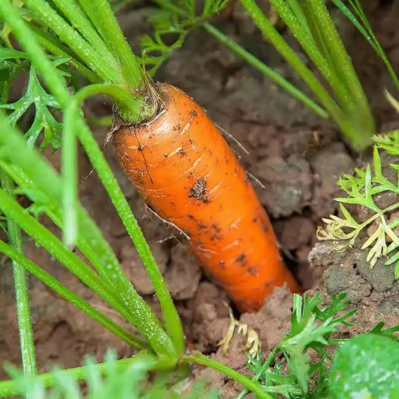 China manufacturing cheap seasonal vegetables fresh high-quality carrots shandong seasonal carrots