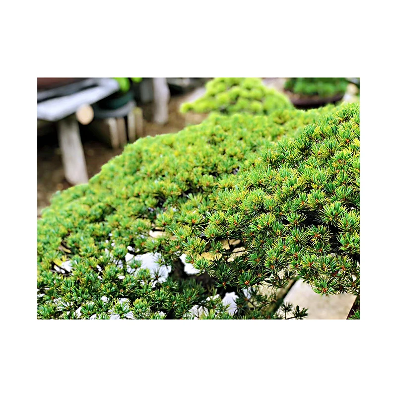 High glade Japan Bonsai Tree For Beginners