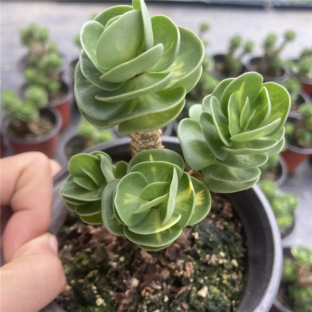 2021 New About15cm Yellow Green Living Plants Succulent Planter Pot for Ornamental Bonsai Plants