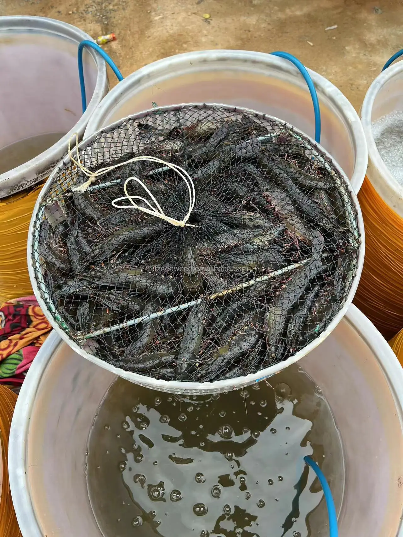 Giant Tiger Prawn No Additives Fresh Natural Whole Shape Raw Frozen Bulk Seafood Shrimp