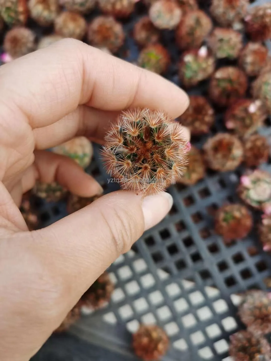 
Thailand hot sale Mammillaria carmenae red thorn mini real live cactus plants self root garden cactus 