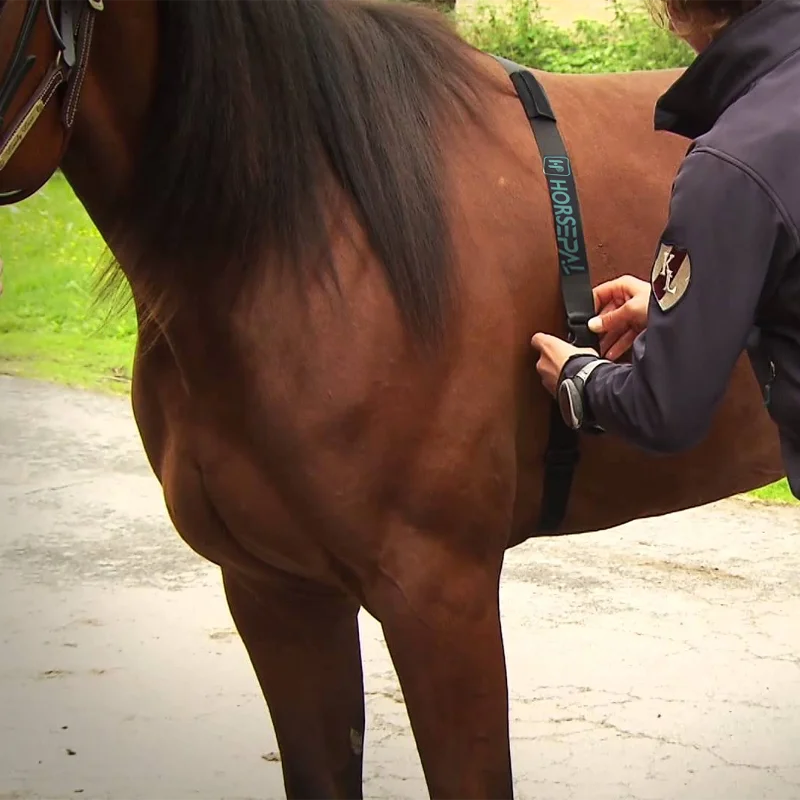 Heart Rate Strap Horse Equestrian Heart Rate Sensor Monitor