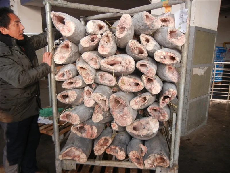 Замороженная масляная рыба высокого качества 10 кг + лепидоцибиум замороженная