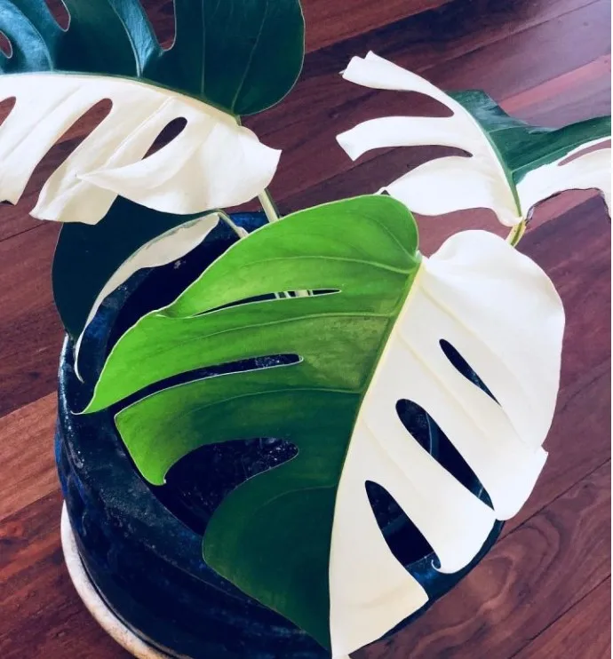 
Белый монстера или борсигиана 