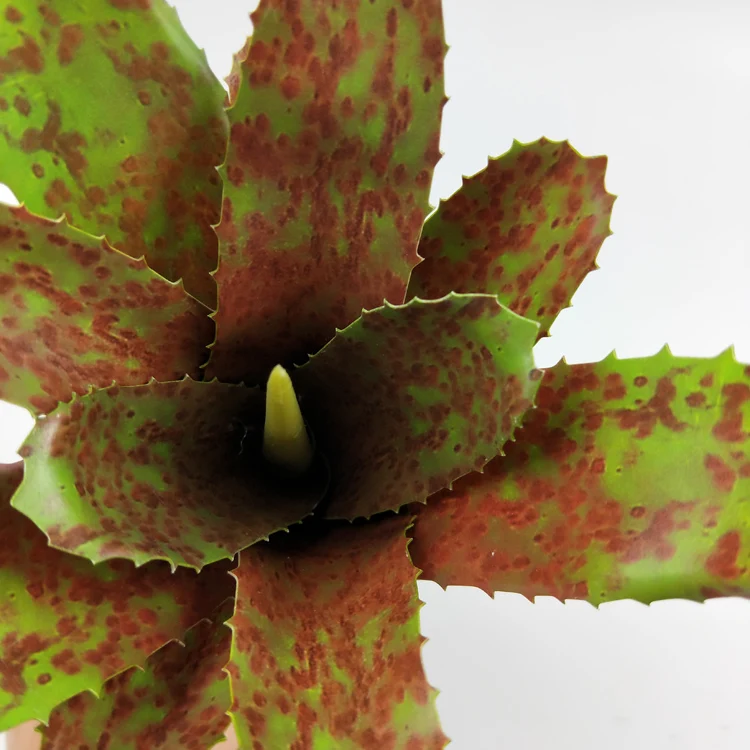 New design fashion home decoration artificial leaf bromeliad decorative plant pots