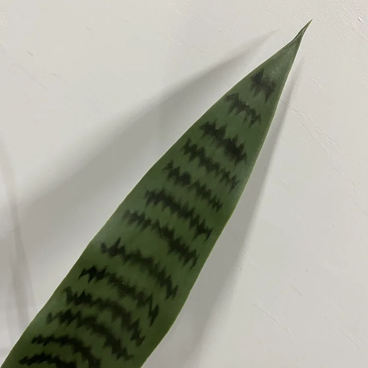 Indoor room decoration landscape artificial plant tropical bonsai fake plant sansevieria