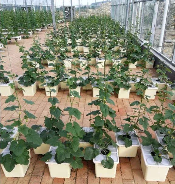 PP & UV, Голландская система гидропонного выращивания ведра для продажи