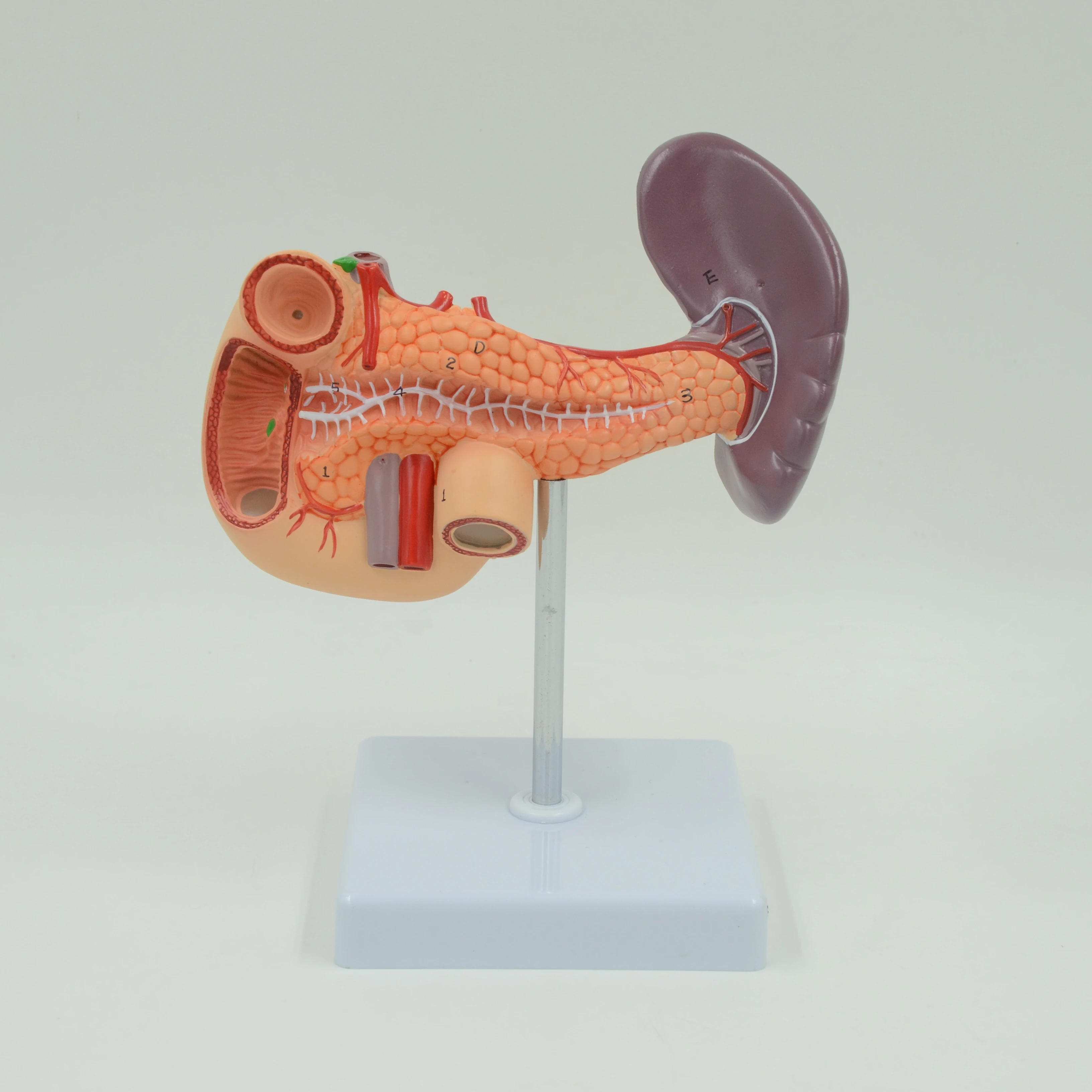 Pancreas, Spleen and Duodenum Anatomical model