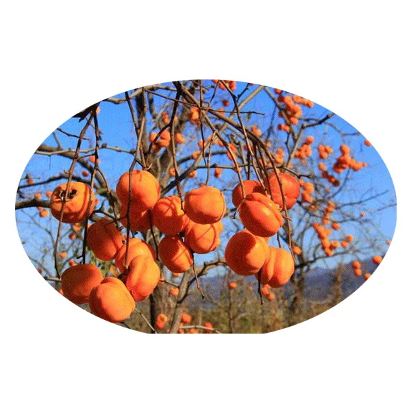 2021 Good quality persimmon seeds/cachi seeds/Kaki seeds for planting