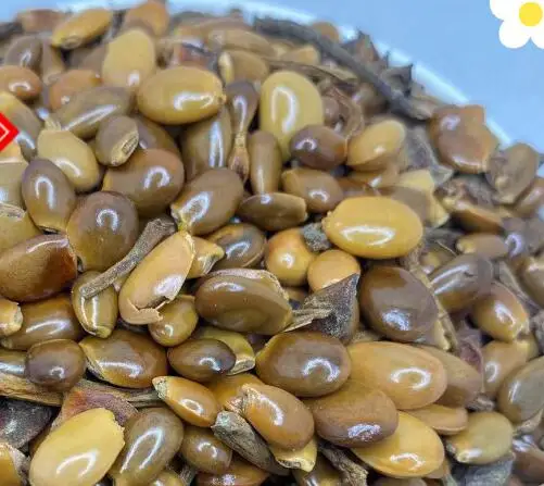 1kg Raw Dried Natural Star Anise Seeds Star Anise Seeds for Sale