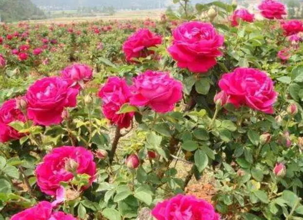 Премиум натуральный цветочный Цветущий чай сушеный съедобный цветок розы