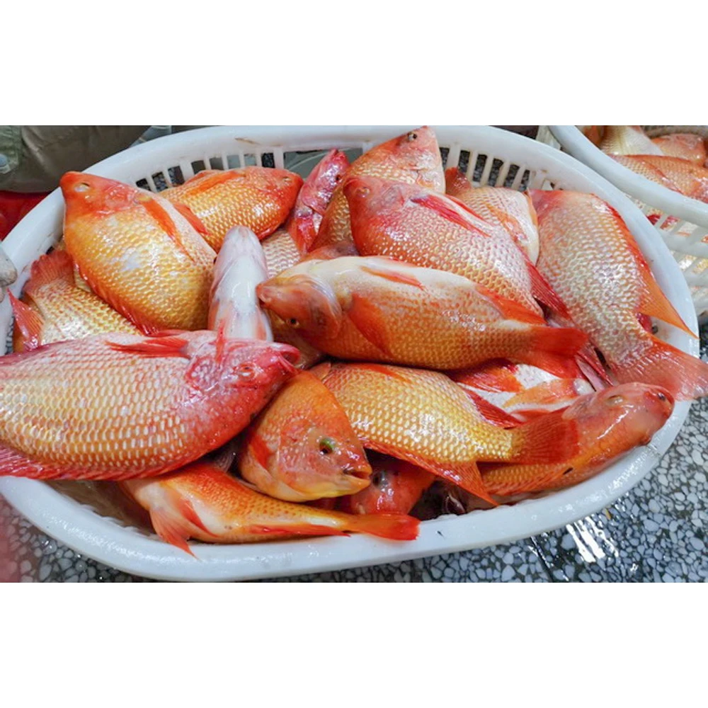 China export red tilapia fish 500-800g 300-500g 350-550g bulk packaging whole round gutted scaled fresh frozen red tilapia price