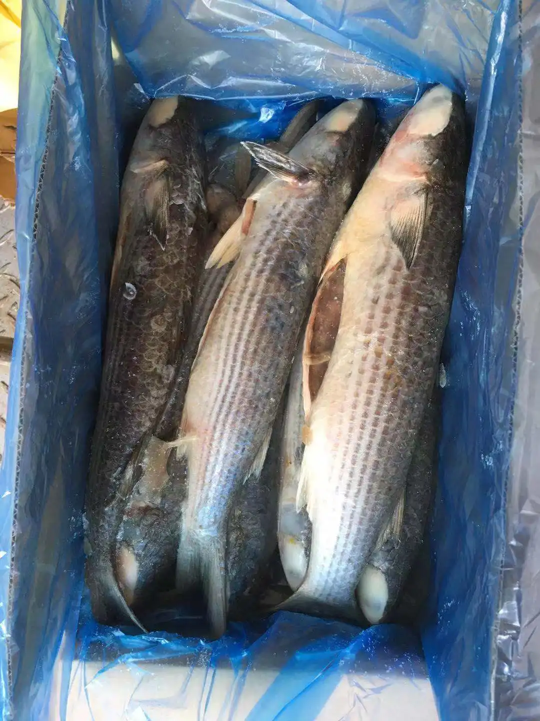 Frozen Grey Mullet Gutted cheap price offering