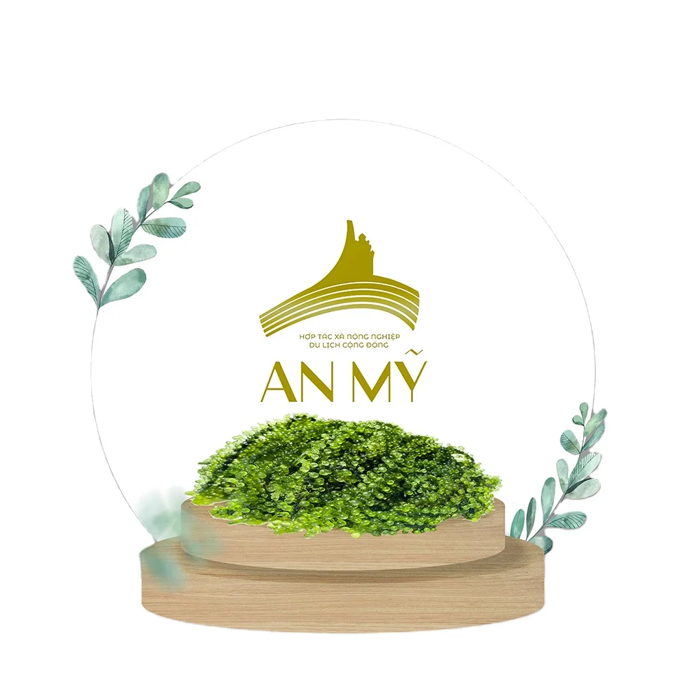 Top Grade Product Organic Green Food Sea Grapes From Viet Nam Dried Seasoned Seaweed