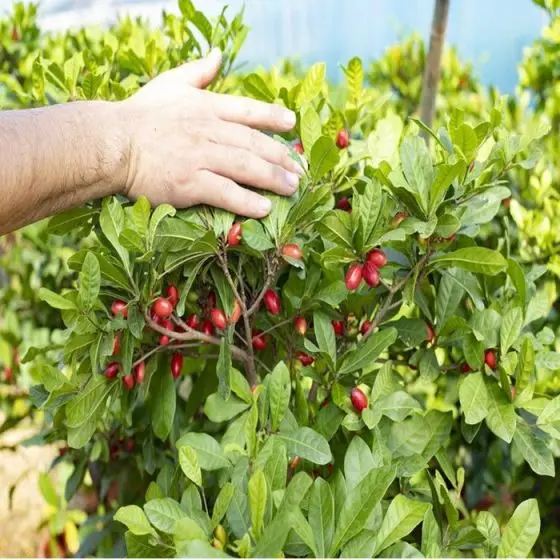 Aladdin Factory Wholesale Freeze-dried Miracle Berry Extract Powder Miracle Fruit Seeds Freeze dried Miracle Berry Fruit