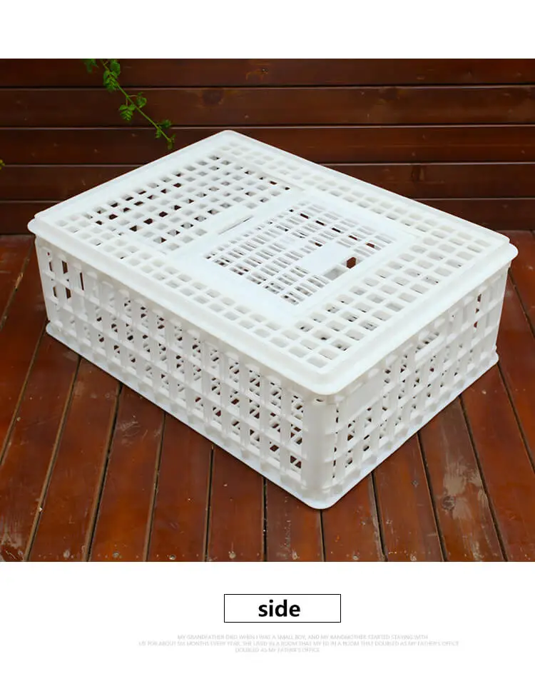 chicken transport (6)