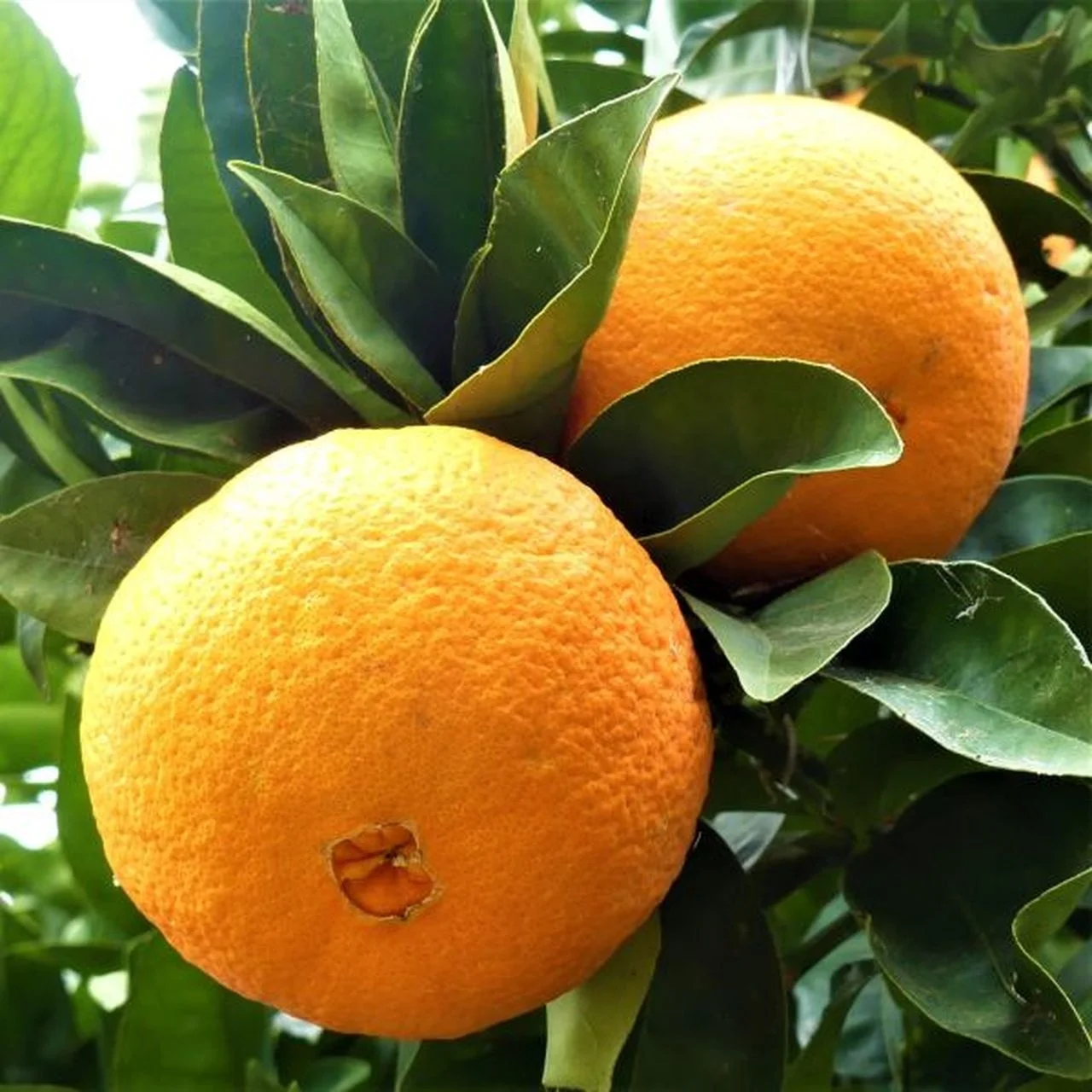 Best Quality Sweet Fresh mandarin orange