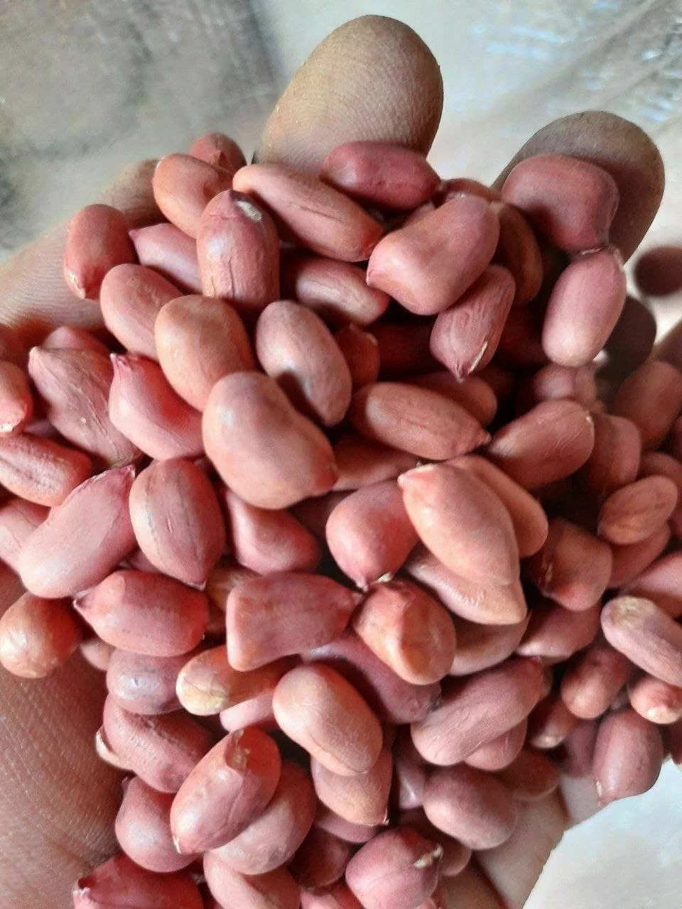 High quality raw peanut kernels