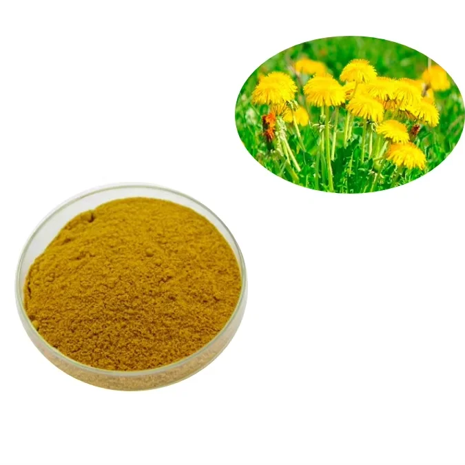 Sales!Natural Dandelion Root Extract powder