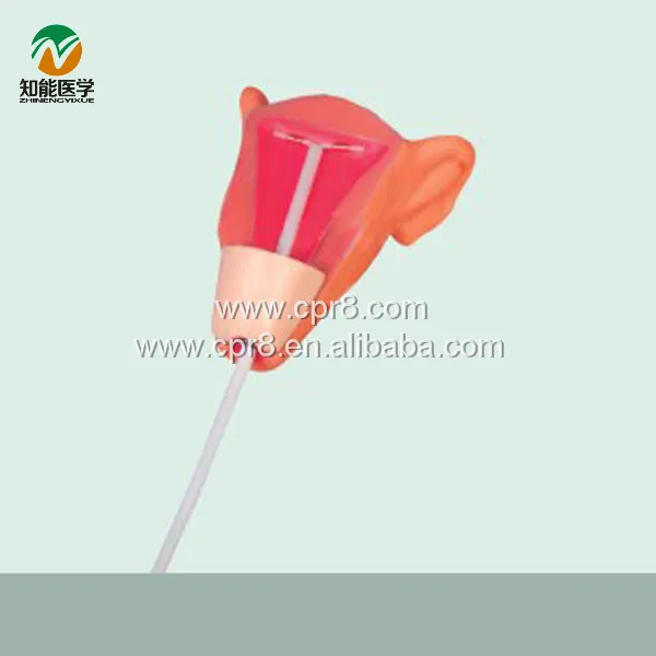 BIX-F9E Medical models observes IUD placement process IUD training model for Disease Demonstration Medical Teaching Tool