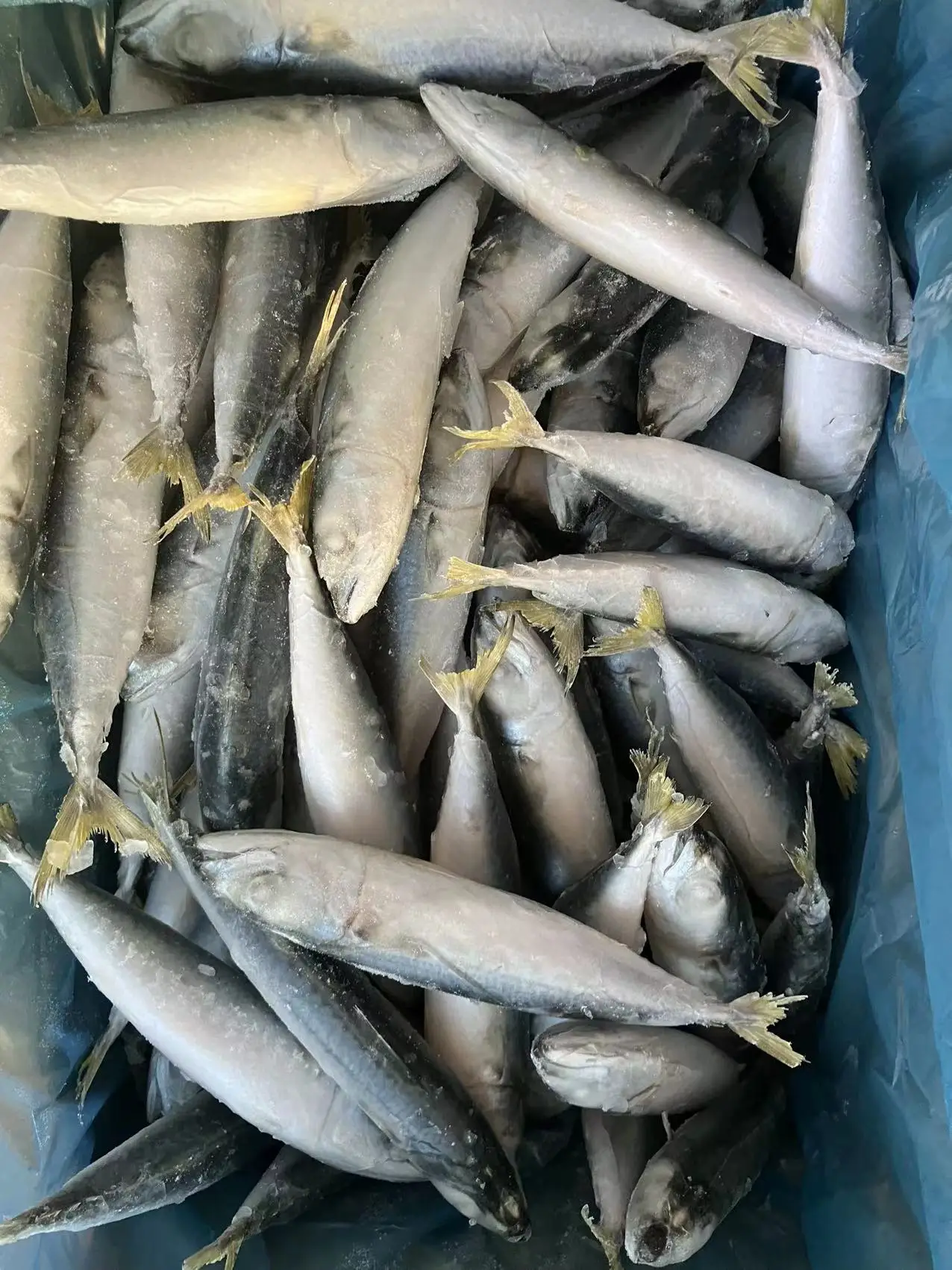 New catching frozen pacific mackerel Atlantic mackerel IQF sea frozen land frozen mackerel fish Chinese seafood