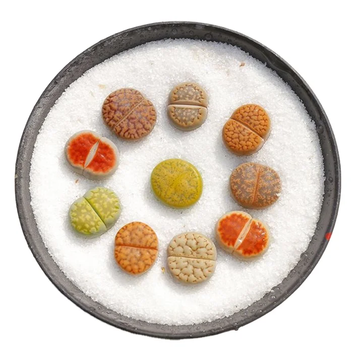 
Promotional Various Durable Using Wholesale High Qulaity Home Succulent Plant 