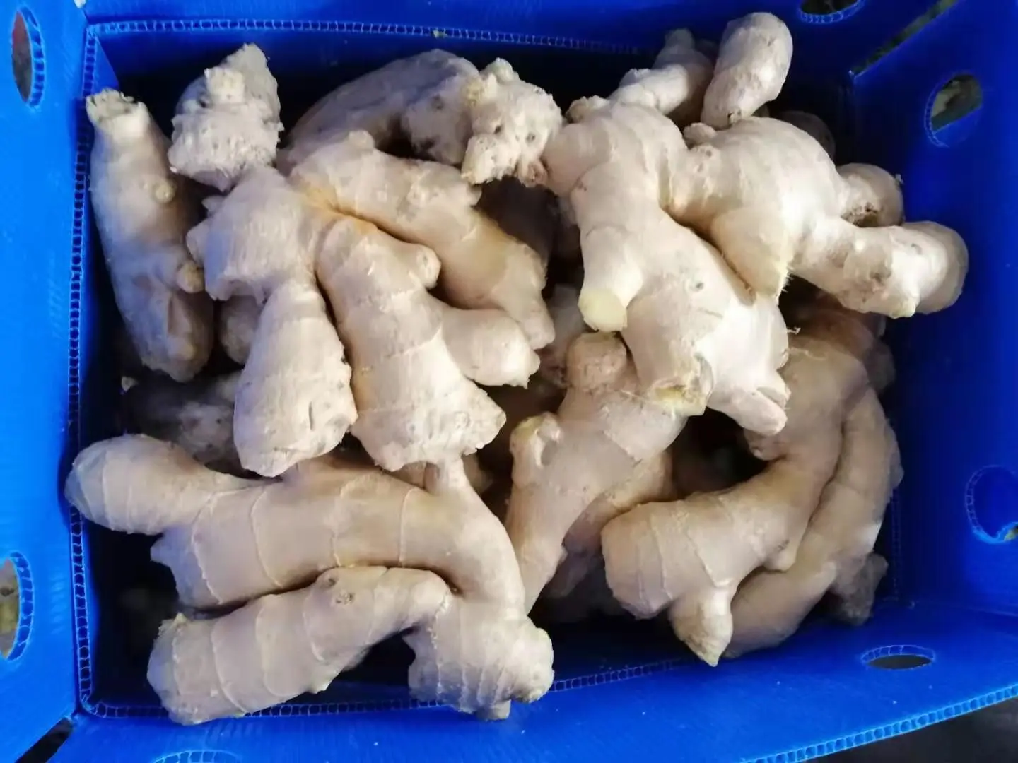 Sinofarm  2022 Ginger fresh organic ginger newest crop in bulk professional export gengibre fresh ginger