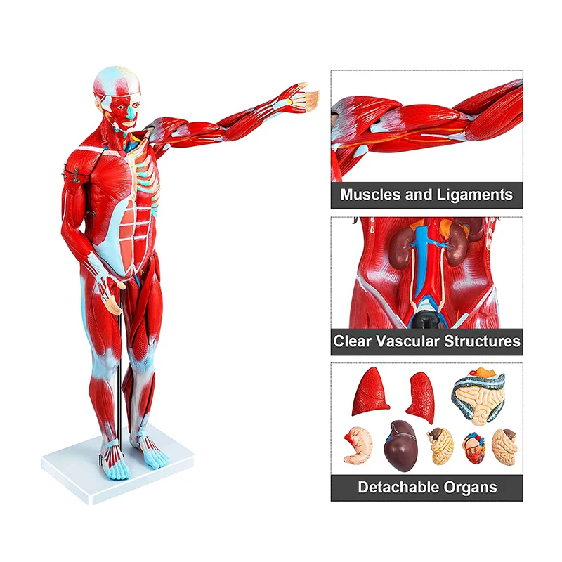 80 cm Human Anatomy Muscular Model With 27 Parts Of Human Muscle and Organ For Medical Learning