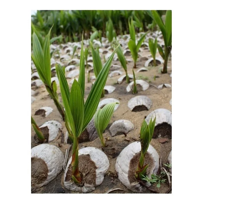 
GREEN SIAMESE COCONUT / COCONUT TREE SEEDLING FROM VIET NAM 