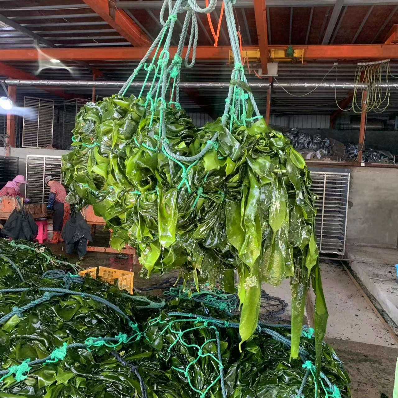 Sea Vegetable  Moss Kombu Dried Sea Kelp Cut
