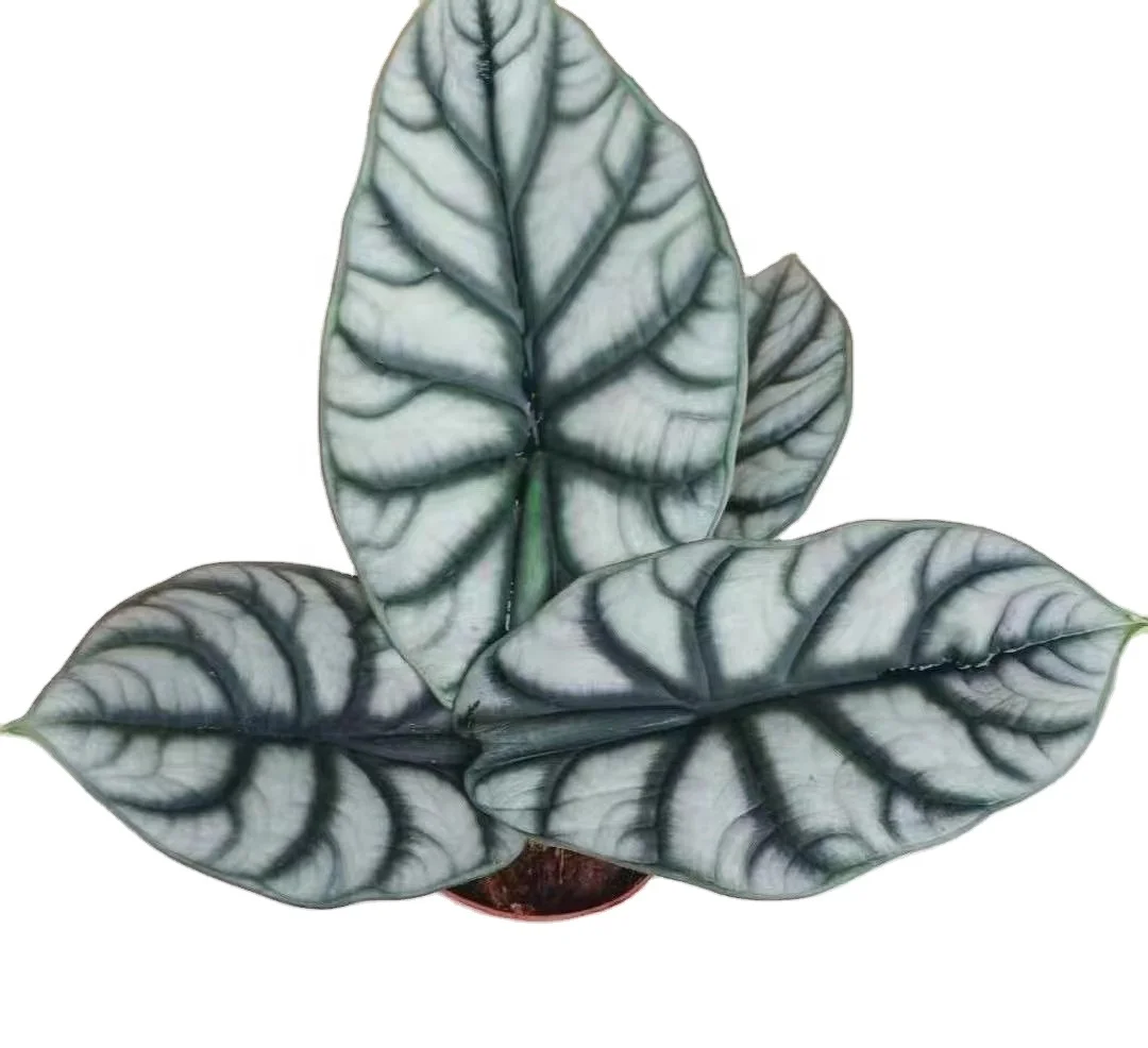 Ins hotsale Alocasia Silver dragon ornamental home decor on sales