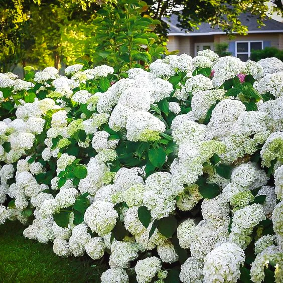 
Amazon Hot Selling Hydrangea Flower Plants Seeds Bonsai Plant for indoor garden Send Gift 