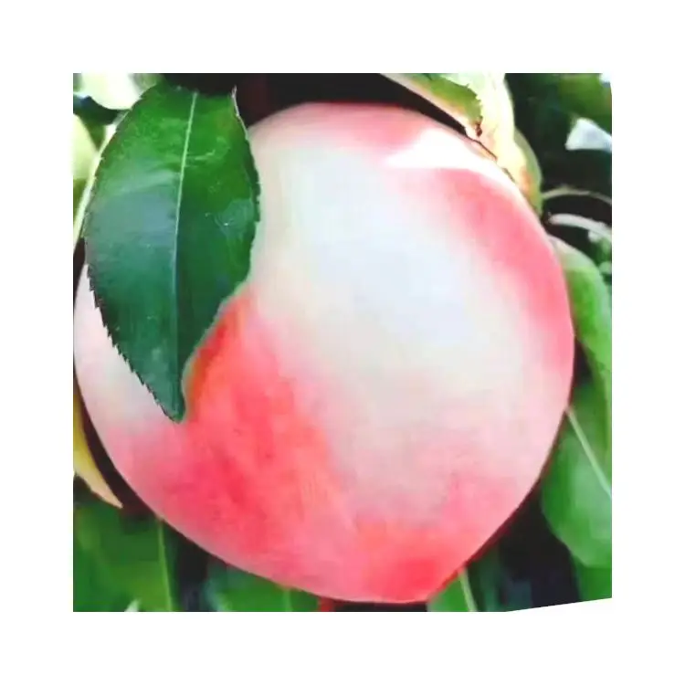 И новейший дизайн, высокое качество, оптовая продажа фруктов, Пекин № 7, свежие персики