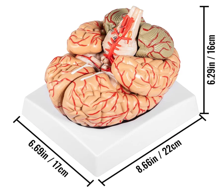 Medical Science teaching resources Human brain Model Brain anatomical model 9 parts assembled with digital markings