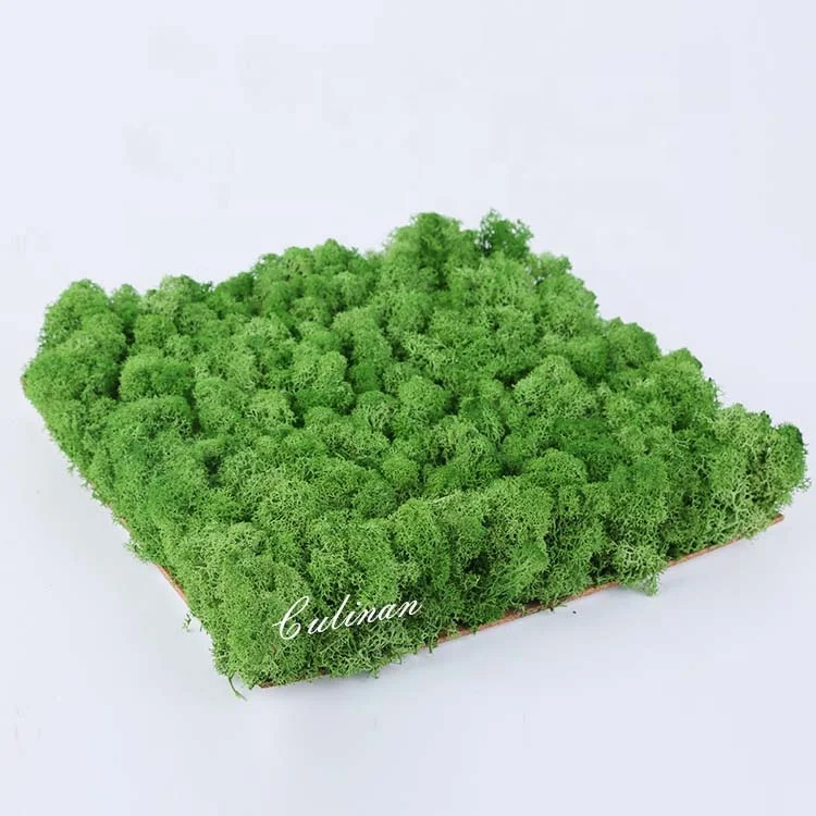 musgo estabilizado lichen moss Preserved Moss Panel Preserved for Decoration