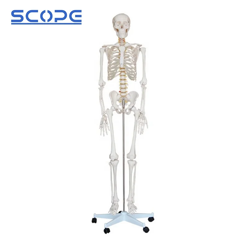 SC-A1001 180cm Human Anatomy White Skeleton Model for Medical School