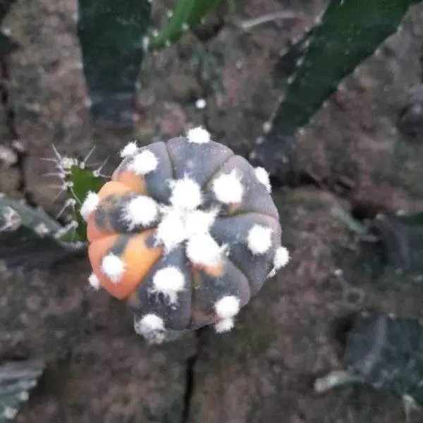 Woody  Plants Bonsai cactus plants  grafted  Astrophytum  tree mini Cactus plants