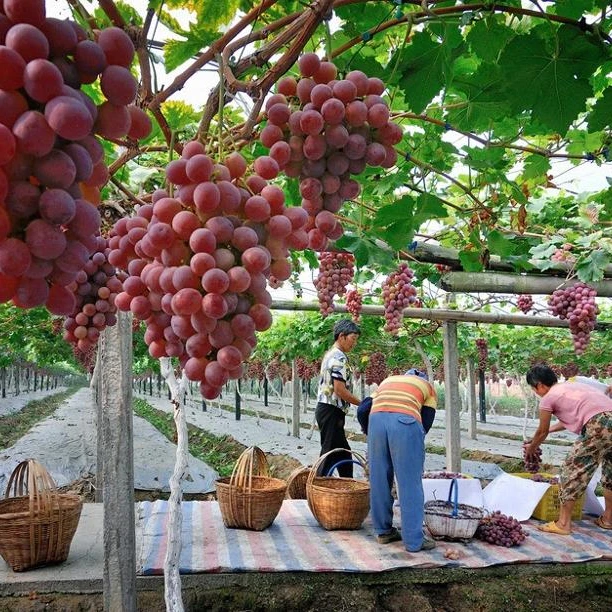 Vineyard Special Post Not Easy to Bend Vineyard Trellis Post