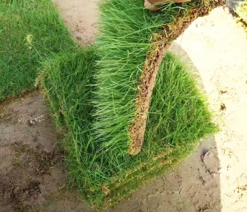 Good quality creeping bentgrass seeds used in yard or golf land football playground