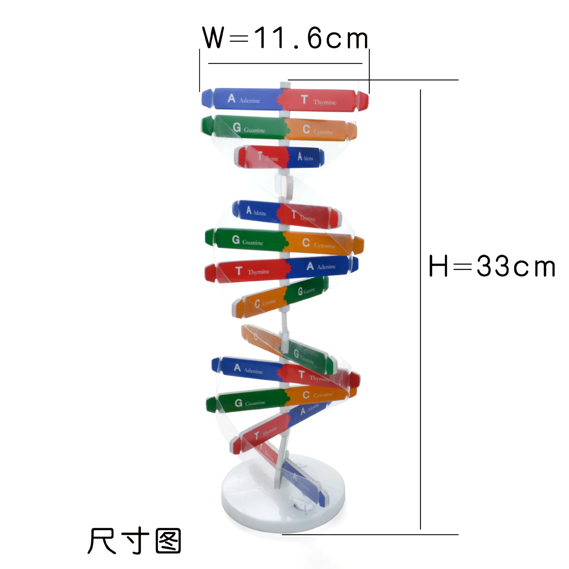 DNA puzzle toy kids learning educational set