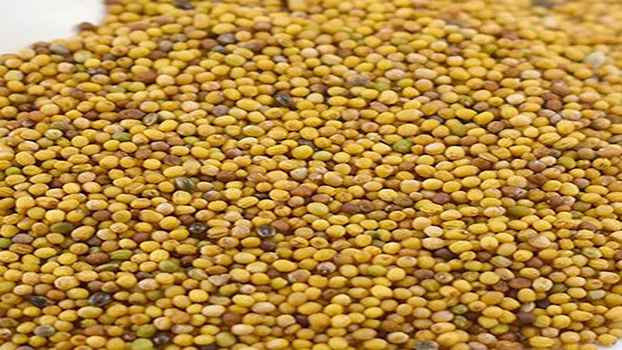 China spices wholesale factory directory sell  high-quality yellow mustard seed with low price