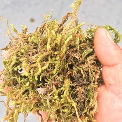 High Quality Artificial Landscaping Garden Decoration Artificial Grass Moss