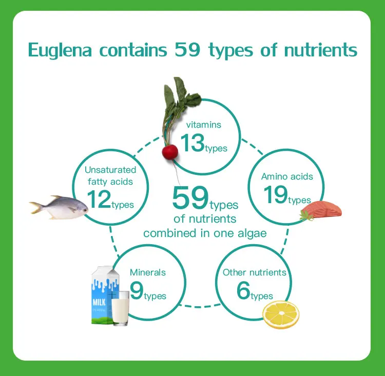 Высококачественный порошок Euglena Gracilis 60% парамилона