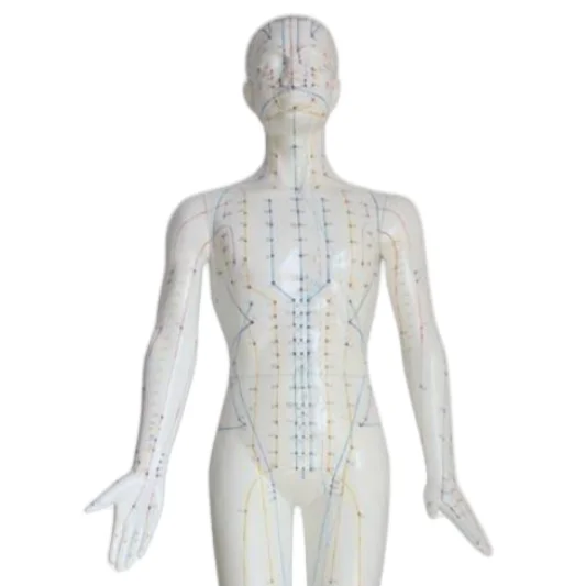 ADA Medical science Deluxe Acupuncture Model 84CM and Acupuncture Model 178CM for Disease Demonstration Medical Teaching Tool