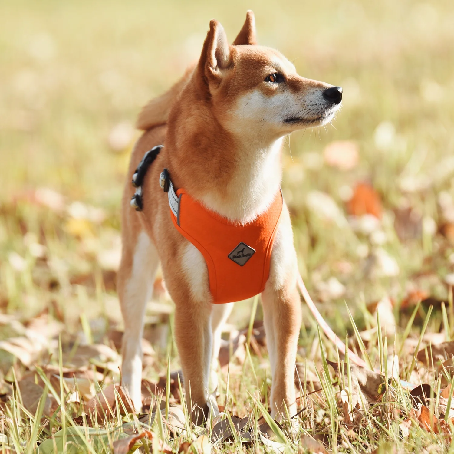 BlackDoggy Small MOQ Designer Pet Apparel Light Up Dog Harness Breathable Vest