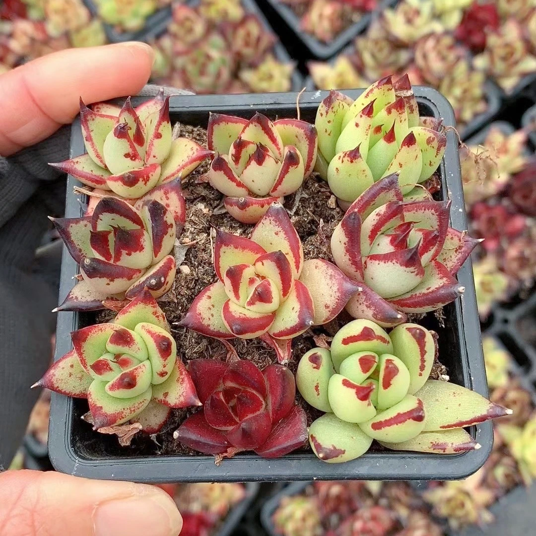 Оптовая продажа натуральные растения кактус суккуленты горшок корейские Echeveria